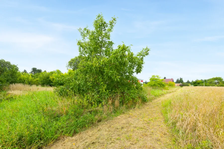 Wiese am Grundstück